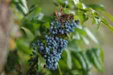 Redmond: fruit, Berry, oregon grape