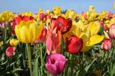 Redmond: Spring, flowers, Tulips