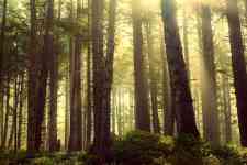 Redmond: forest, rays, god rays