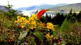 Redmond: flowers, lake, oregon grapes