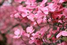 Redmond: Spring, flowers, Dogwood