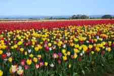 Redmond: garden, flowers, Tulips