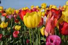 Redmond: nature, Tulips, blooms