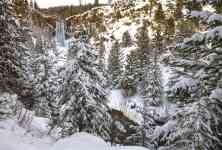 Redmond: nature, forest, Winter