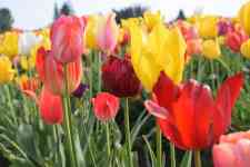 Redmond: flowers, Bloom, Tulips
