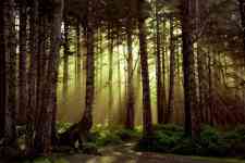 Redmond: forest, rays, god rays