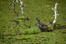 Redmond: birds, ducks, lake