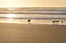 Redmond: beach, sea, birds