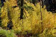 Redmond: nature, autumn, Aspens