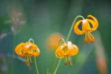 Redmond: nature, wildflower, lily