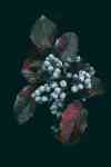 Redmond: fruits, Berries, oregon grape