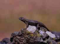 Redmond: animal, lizard, reptile
