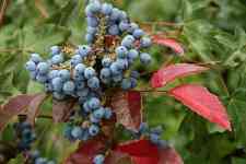 Redmond: barberry, mahonie, berberis aquifolium