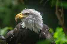 Redmond: USA, oregon, eagle