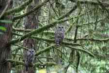 Redmond: oregon, tree, owl