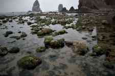 Redmond: rocks, tide pool, mossy