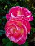 Redmond: closeup, blooming roses portland oregon, speckled roses