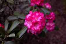 Redmond: oregon, rhododendron, beautiful flowers